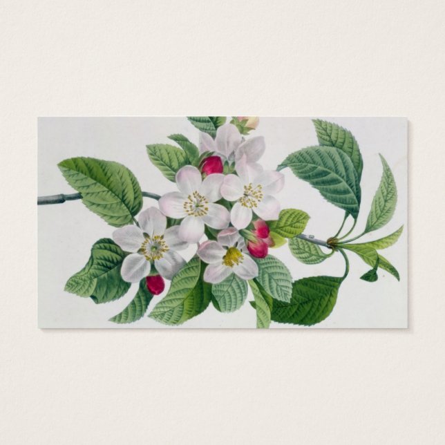 Apple Blommar från "Les Choix des Plus Belles" Visitkort (Baksidan)