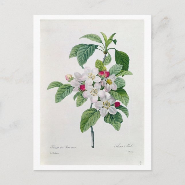 Apple Blommar från "Les Choix des Plus Belles" Vykort (Framsida)