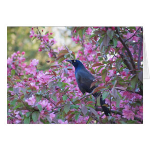 Äpple Blommar Grackle Hälsningskort