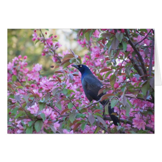 Äpple Blommar Grackle Hälsningskort (Framsidan Horizontal)