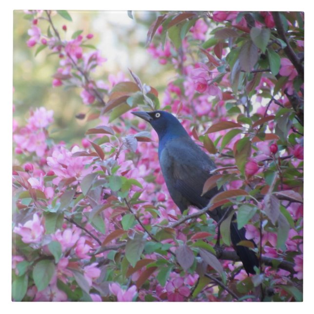 Äpple Blommar Grackle Kakelplatta (Framsidan)