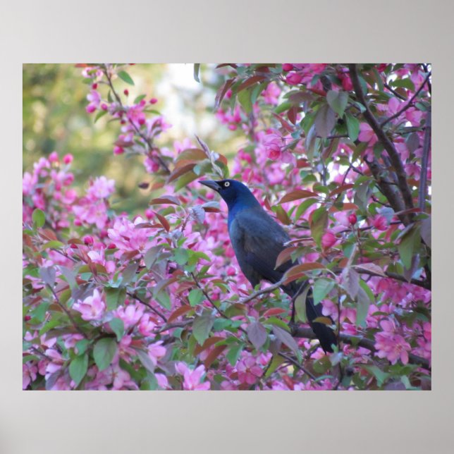 Äpple Blommar Grackle Poster (Framsidan)