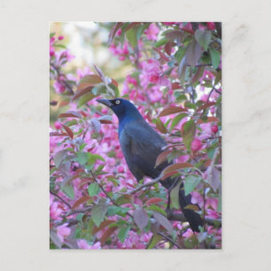 Äpple Blommar Grackle Vykort