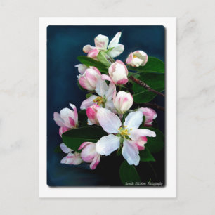 Apple Blommar Gren Vykort