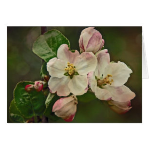 Apple-Blommar Hälsningskort