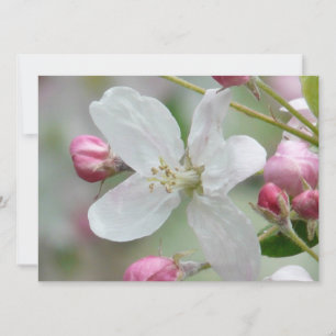 Apple-Blommar Inbjudningar