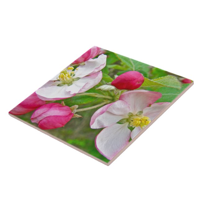 Apple-Blommar Kakelplatta (Sidan)