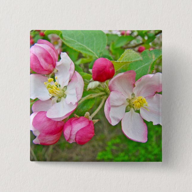 Apple-Blommar Knapp (Framsida)