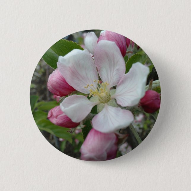 Apple blommar knapp (Framsida)