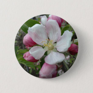 Apple blommar knapp