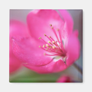Apple Blommar Magnet