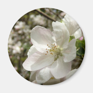 Apple Blommar Magnet