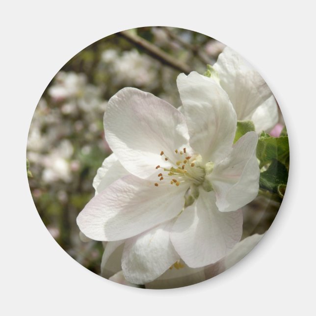 Apple Blommar Magnet (Framsidan)