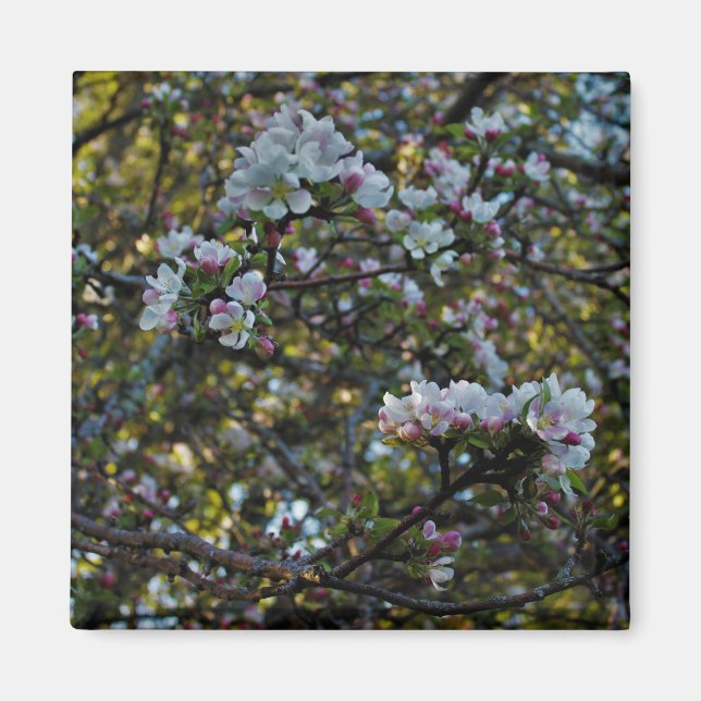 Apple blommar magnet (Framsidan)