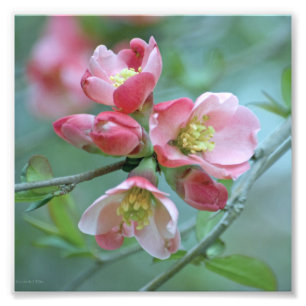 Apple-Blommar #P0356 Foto