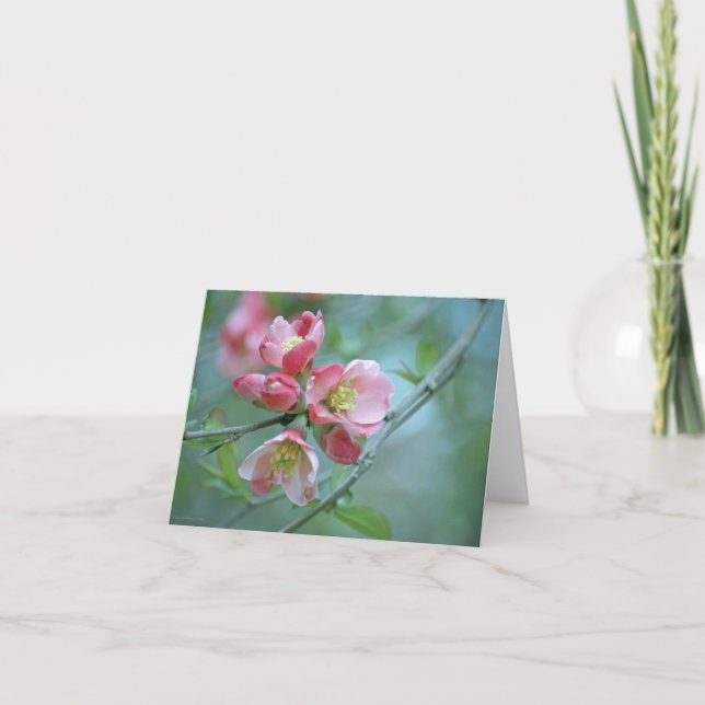 Apple-Blommar #P0356-kort Kort (Framsida)