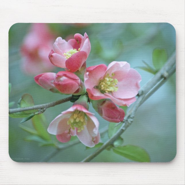 Apple-Blommar #P0356 Mousepad Musmatta (Framsidan)