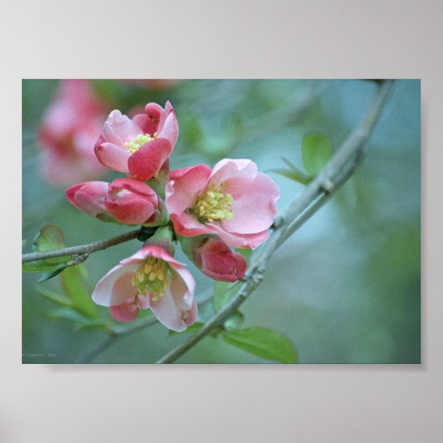 Apple-Blommar #P0356 Poster (Framsidan)