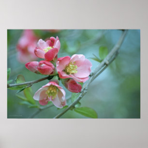 Apple-Blommar #P0356 Poster