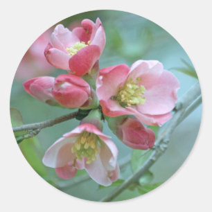 Apple-Blommar #P0356 Runt Klistermärke