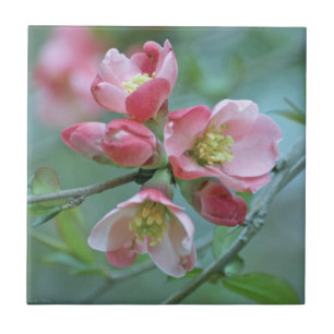Apple-Blommar #P0356 Tile Kakelplatta