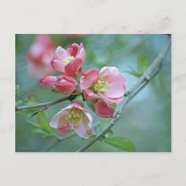 Apple-Blommar #P0356-vykort Vykort (Framsida)