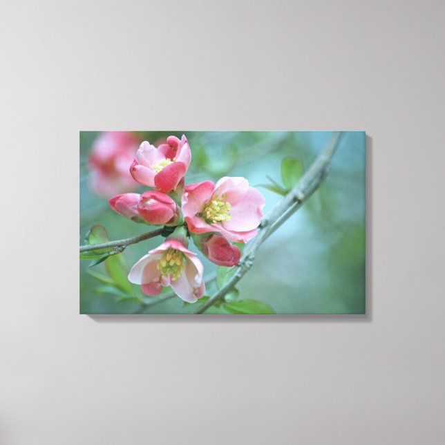 Apple-Blommar #P0356 Wrapped Canvas (Framsida)