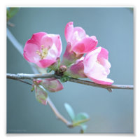Apple-Blommar #P0358 Foto