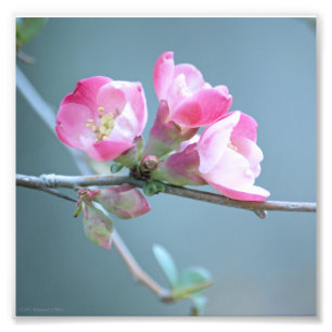 Apple-Blommar #P0358 Foto