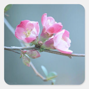 Apple-Blommar #P0358 Fyrkantigt Klistermärke