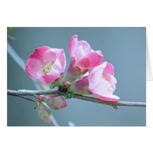 Apple-Blommar #P0358-kort OBS Kort