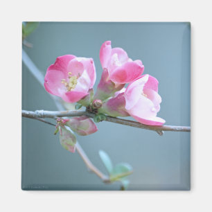 Apple-Blommar #P0358 Magnet