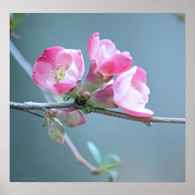 Apple-Blommar #P0358 Poster (Framsidan)