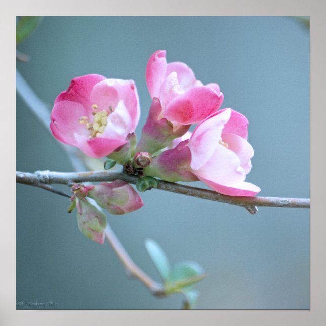 Apple-Blommar #P0358 Poster (Framsidan)