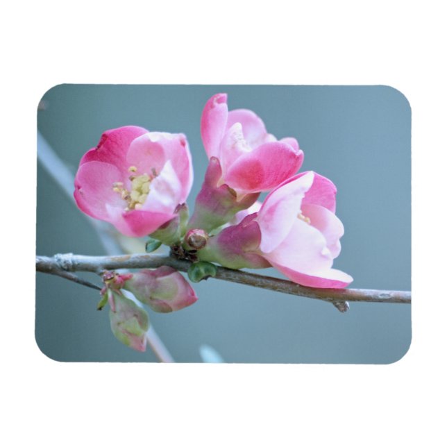 Apple-Blommar #P0358 Vinyl Magnet (Horisontell)