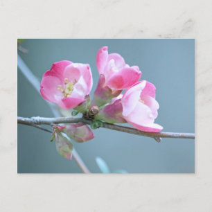 Apple-Blommar #P0358 vykort