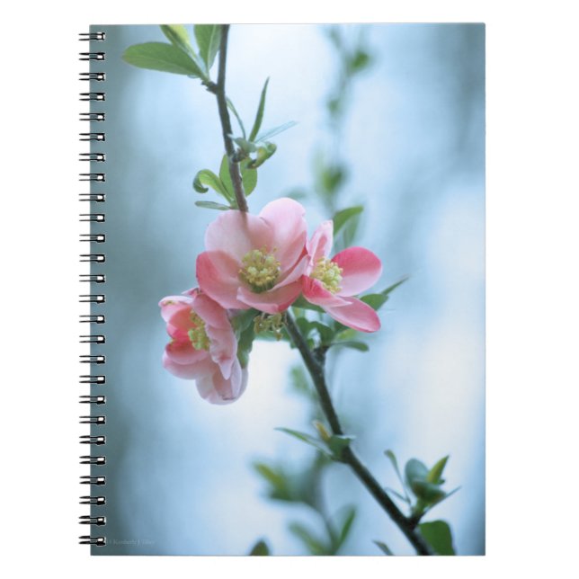 Apple-Blommar #P0365 - bärbar dator Anteckningsbok Med Spiral (Framsidan)