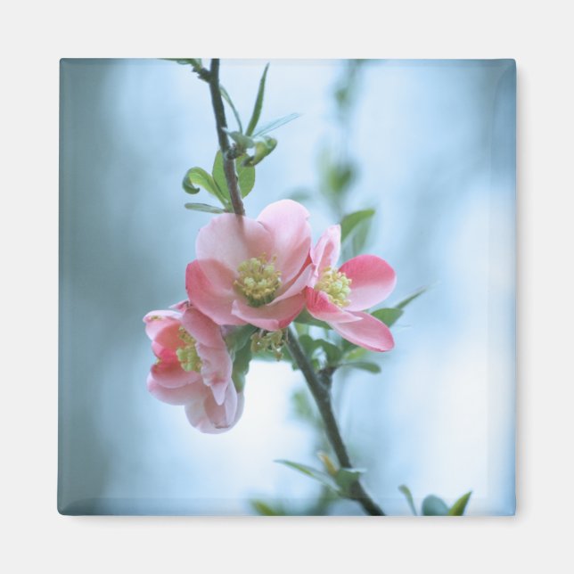 Apple-Blommar #P0365 Magnet (Framsidan)