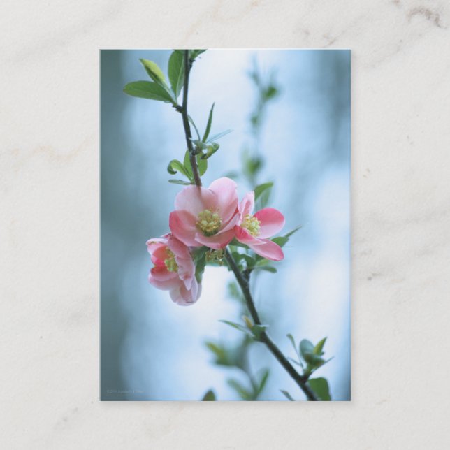 Apple-Blommar #P0365 Mini Print Visitkort (Framsida)