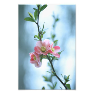 Apple-Blommar #P0365 Photo Print Fototryck