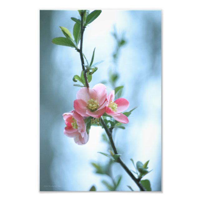 Apple-Blommar #P0365 Photo Print Fototryck (Framsidan)
