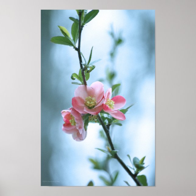 Apple-Blommar #P0365 Poster (Framsidan)