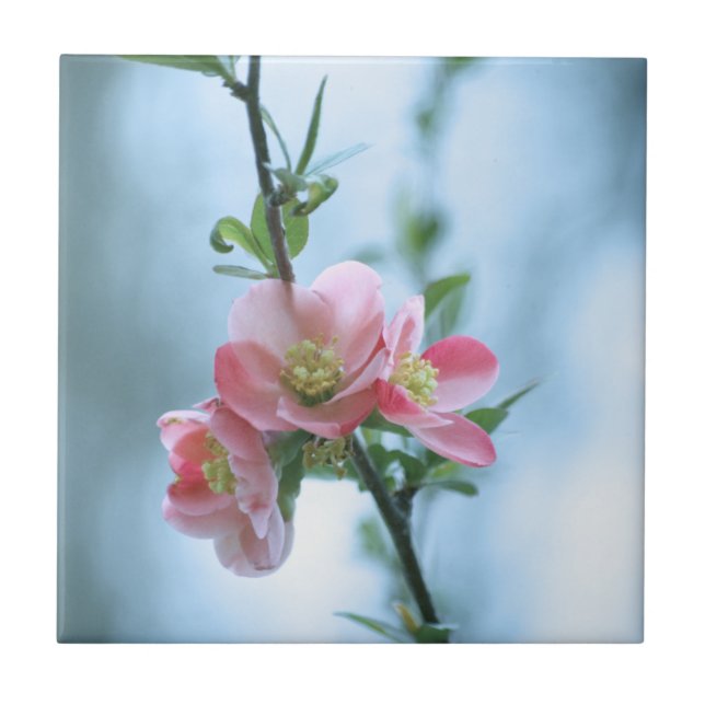 Apple-Blommar #P0365 Tile Kakelplatta (Framsidan)