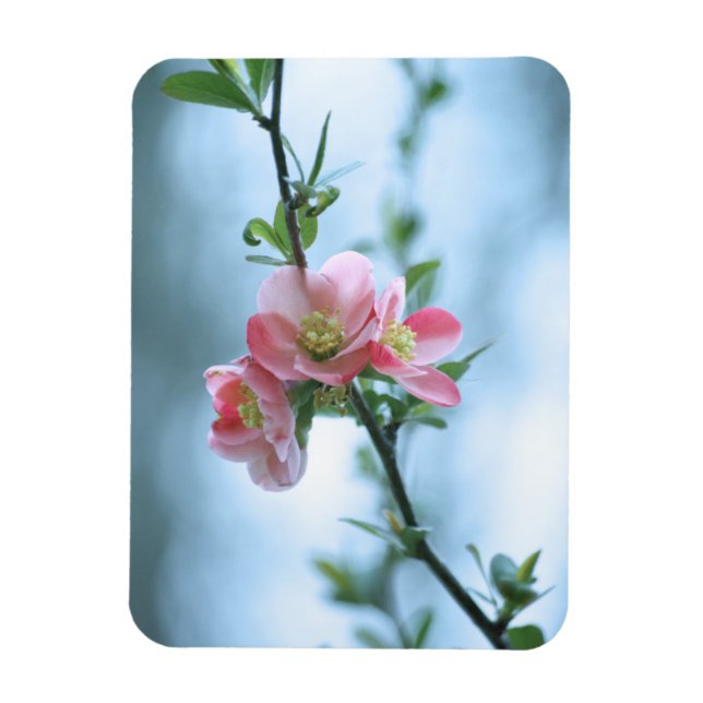 Apple-Blommar #P0365 Vinylmagnet Magnet (Vertikal)