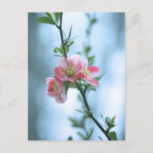 Apple-Blommar #P0365-vykort Vykort