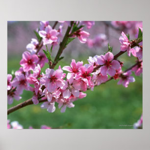 Apple blommar poster