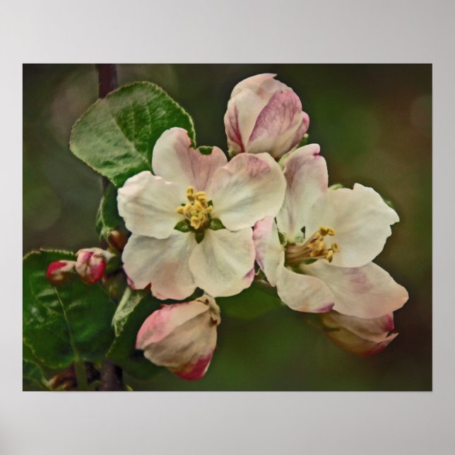 Apple-Blommar Poster (Framsidan)