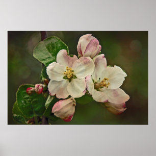 Apple-Blommar Poster