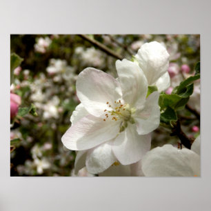 Apple-Blommar Poster