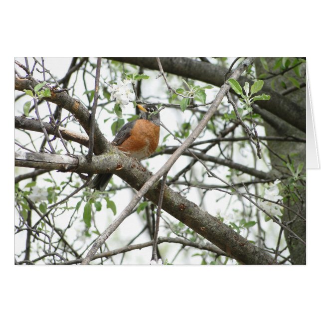 Apple blommar & Robin, vår OBS Kort (Framsidan Horizontal)